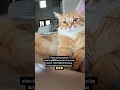 Orange and NOT jobless 😹🧡 #catreels #orangecats #orangecatsrule #funnycats