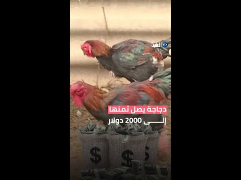 أغلى فرخة في العالم دجاجة التنين يصل ثمنها إلى 2000 دولار 