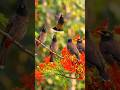 #music beautiful rainforest birds #entertainment #aiart #wildlife