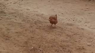 Galinha Dançando Michael Jackson