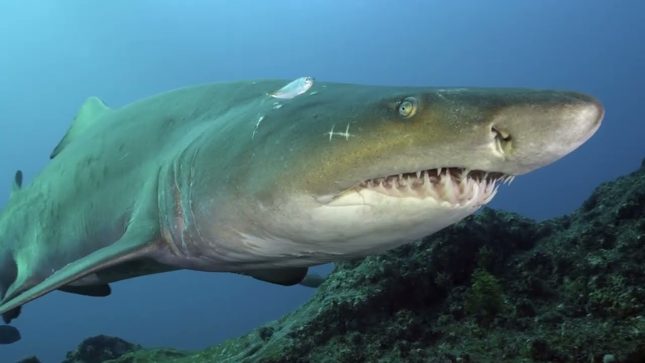 James Doughty Under Water Showreel 2025