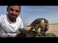 تربيب حر وحش خلوي - الجزء الاول  how to train wild falcon - episode 1