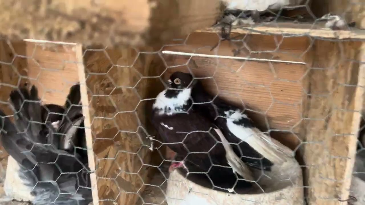 Start sezon 2026 ,am pus Zburători Românești la împerecheat ,porumbei 2026‼️🕊️🪽