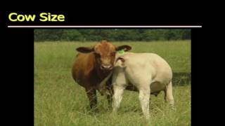 Lecture 16 part 1- Selecting Replacement Heifers
