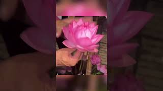 Lotus 荷花 #lotus #flowers #flower #nature #naturelovers #amazing  #video #share #nice #short #shorts