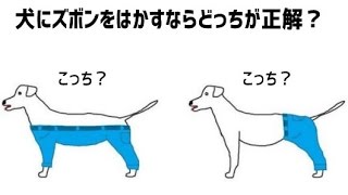 【感動】これは悩むわ。犬にズボンを はかすならどっちが正解？【笑撃】