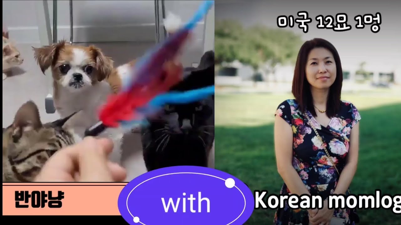 한국 캣맘 With 미국 캣맘 - YouTube