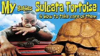 Baby SULCATA TORTOISE &amp; How to take care of them