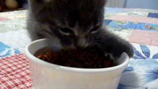 Grey Kitten Guarding Food