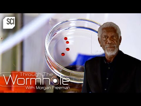 A Look into the Evolutionary Process | Through the Wormhole with Morgan Freeman | Science Channel