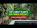 Top 5 Plants for Fence That Provide Extra Privacy | Privacy Fence (Hedge) Landscaping 