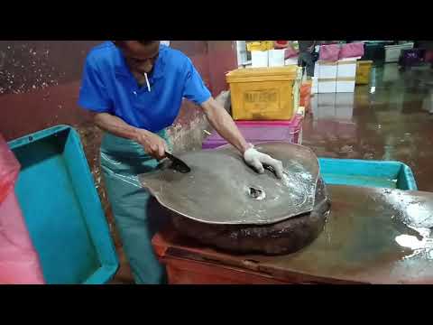 Video: Cara Memotong Ikan Untuk Gulung