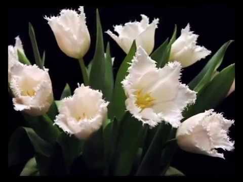 Видео: Реальные пацаны  поздравляют  с  8 Марта и дарят ночные цветы!
