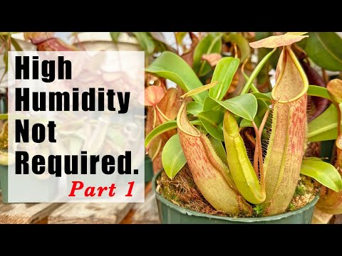 The Humidity Myth, Part 1: Your Nepenthes Doesn't Need a Rainforest