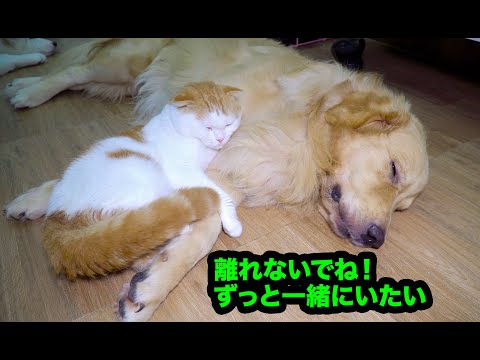 どんなに引っ張っても離れないぞ！絶対に犬とくっついて寝たがる猫・ゴールデンレトリバーが好き過ぎる猫ちゃん