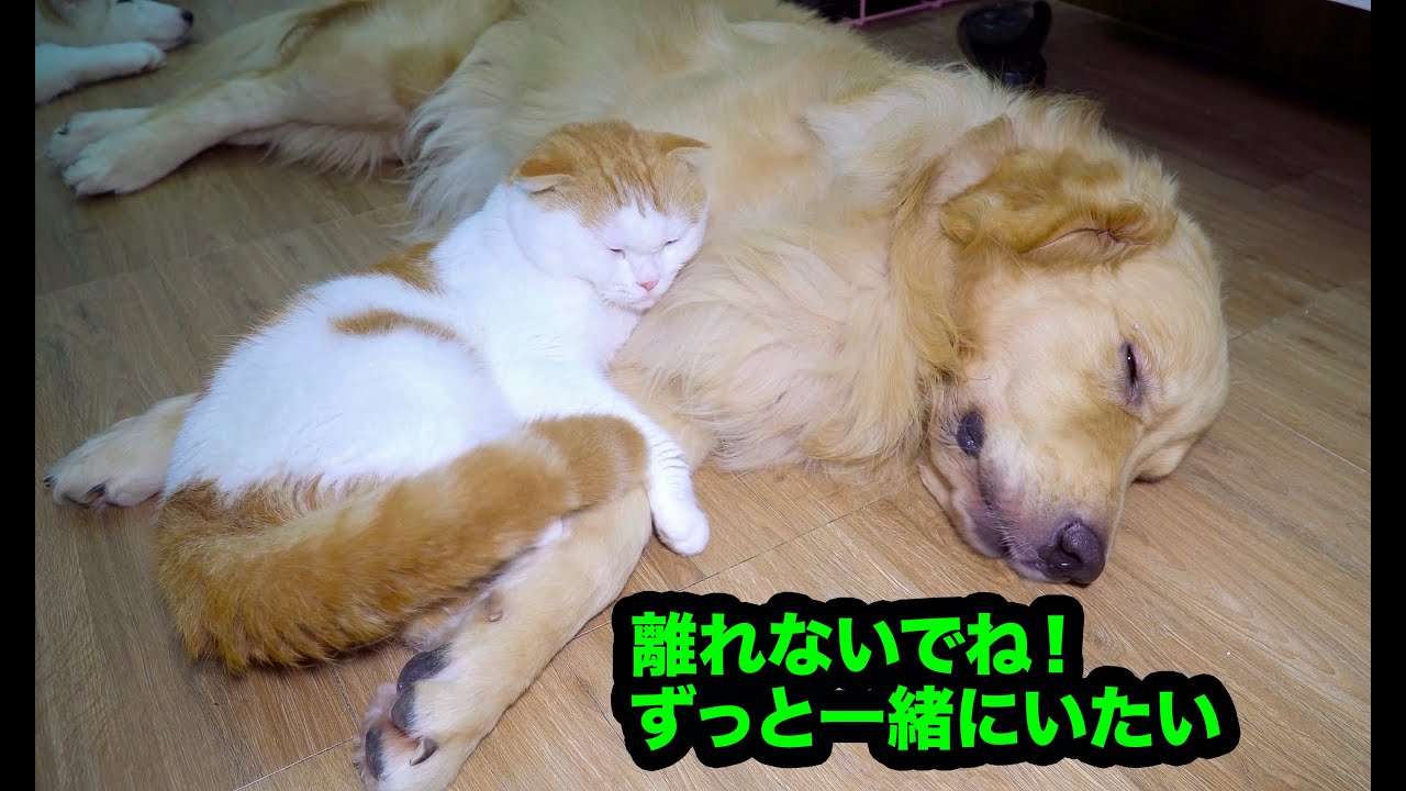 どんなに引っ張っても離れないぞ 絶対に犬とくっついて寝たがる猫 ゴールデンレトリバーが好き過ぎる猫ちゃん Youtube