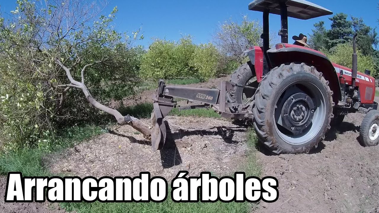 Arrancando árboles con el tractor
