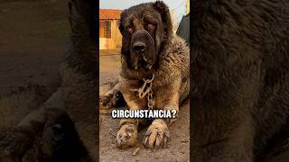 Por Qué No Deberías Tener Un Kangal Turco Bajo Ninguna Circunstancia?