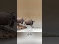 ثوران وتمساح نهري    