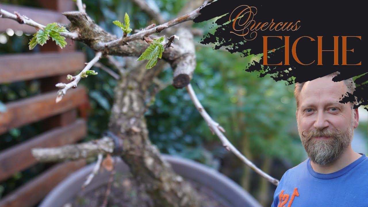 Eichenbaum - Eiche als Bonsai und das Unfassbare