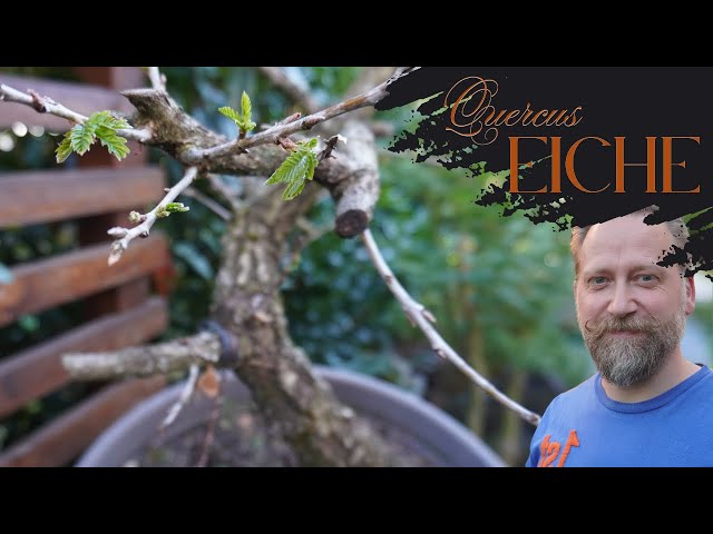 bonsai dünger für andere pflanzen Bonsai Dünger von Flora Boost main image 0