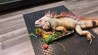 Feeding My Large Iguana A 4 Greens Salad - Rocket The Iguana
