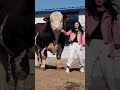 Big Simmental bull 🐄🥩😱 #bigcow#cow#bull#bigbull #shorts#simmental#cattle  #simental #cattlefarm #fyp