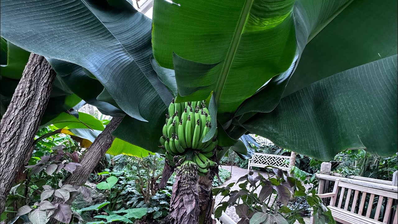 Super Dwarf Cavendish Banana Fruiting!!!