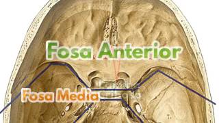 Base del cráneo | AnatomyBuild