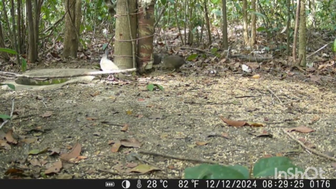 Espetacular essa ceva