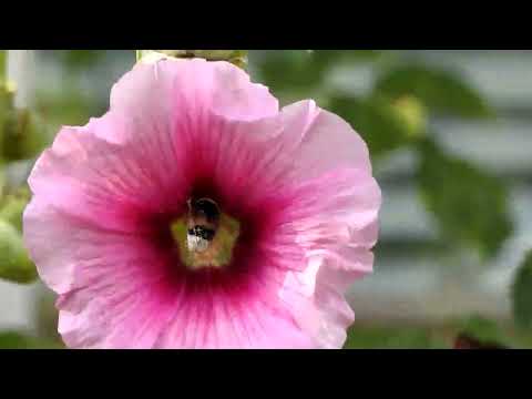 Blomster og bier - Flowers and bies