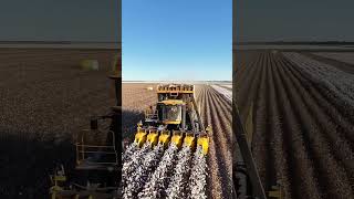🌾 Giant Cotton Harvester in Action! Incredible Modern Farming Technology #shortsvideos #agrifuture