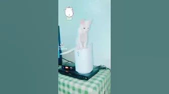 Cat craves some moisture. 😹 #funny #cute #cat #cavendish #music tiktok.com/@rahvin333