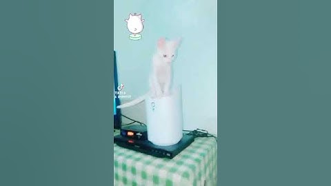 Thumbnail of Cat craves some moisture. 😹 #funny #cute #cat #cavendish #music tiktok.com/@rahvin333