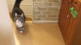 追いかけっこをする猫 ノルウェージャンフォレストキャットThey will play tag.Norwegian Forest Cat.