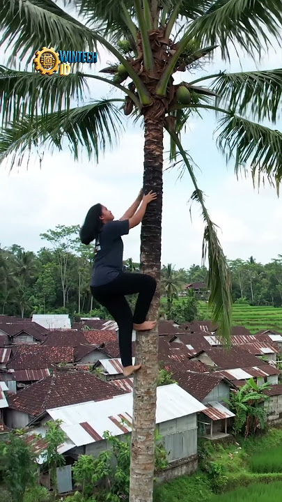 This Beautiful Girl Is a Master at Climbing Coconut Trees, Her Actions Will Make You Amazed!