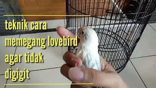 Tips Cara Memegang Lovebird Agar Tidak Digigit
