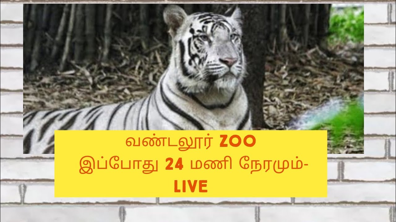 Vandalur Zoo live How to watch 24 hours live streaming tamil YouTube