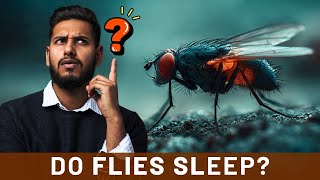 Do Flies Sleep or Stay Awake All the Time? Shocking Insect Science Facts
