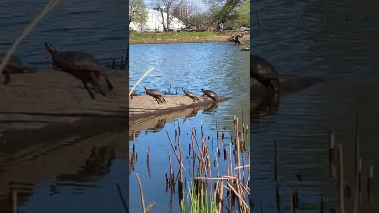 turtles basking in the sun