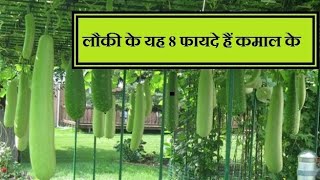 Lauki, Loki Benefits Of Lauki , Lauki Ke Fayede, Lokee