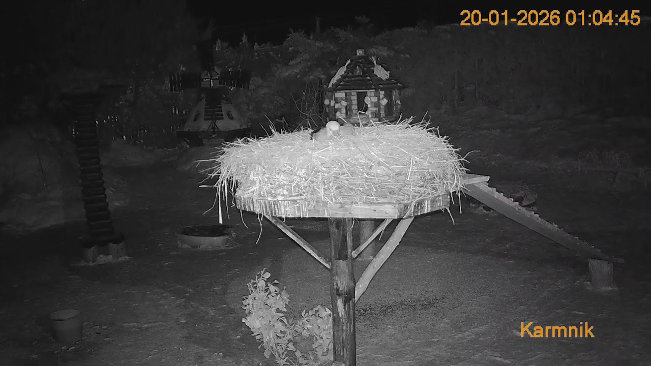 Gniazdo Bocianie pod Sokółką - na żywo.