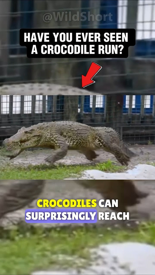 Crocodile RUNNING! 🐊💨|| Alligators Are Faster Than You! #crocodile #