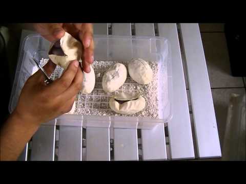 Cutting Ball Python eggs Clutch #2 2014