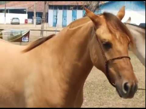 Manada de Cavalos Pantaneiros em uma Fazenda do Pantanal 