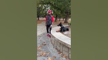 WORKING A REACTIVE DOG THROUGH HIS TRIGGERS !