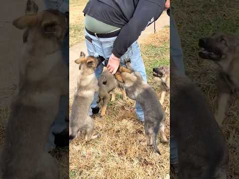 За шоколадкой полезла. Автор видео: @vomclarksgermanshepherds #комментарии #мемы #юмор