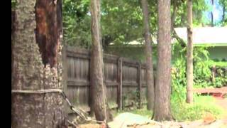Tree Removal; Vertical Speedline Technique