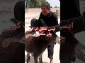 گدھے کے ساتھ ایسی شیطانی کہ آپ کی جان بھی جا سکتی تھی    