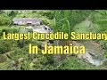 Crocodile Sanctuary in St.Thomas Jamaica 🐊